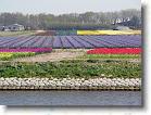 Flere tulipanmarker langs kanalerne